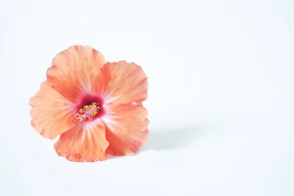 tropikal turuncu çiçek