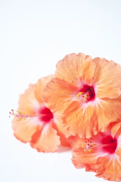 tropikal turuncu çiçek