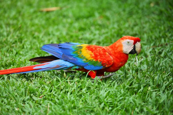 Bayan: macaw merah — Stok Foto