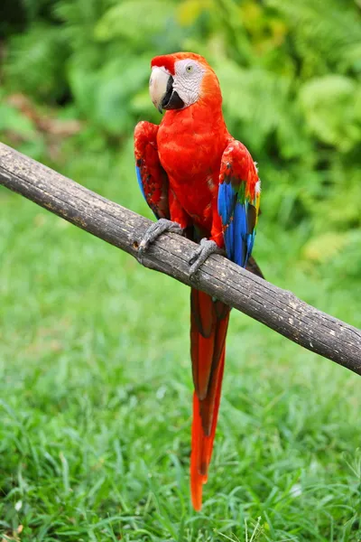 Bayan: macaw merah — Stok Foto