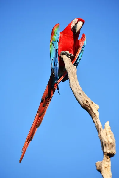 Papagei: Scharlachroter Ara — Stockfoto