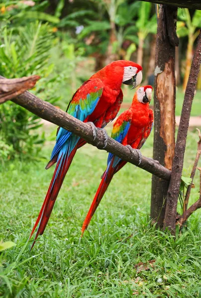 Loro: guacamayo escarlata —  Fotos de Stock