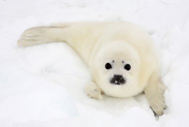 Baby harp seal pup clipart