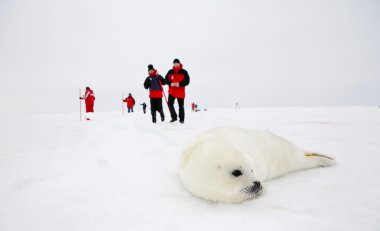 Baby harp seal pup on ice of the White Sea - ecotourism in Arctic clipart