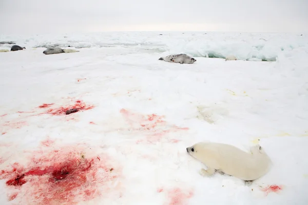 Baby Tuleň grónský štěně na ledě — Stock fotografie