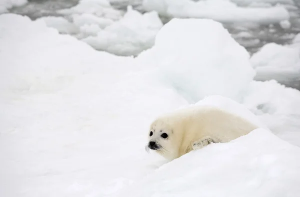 Baby harfu seal pup — Stock fotografie