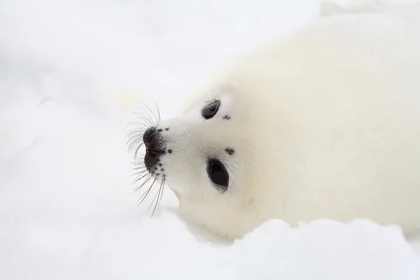 Baby zadelrob pup — Stockfoto