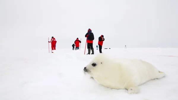 Bebek harp mühür pup on Ice beyaz deniz - ekoturizm arctic içinde — Stok fotoğraf