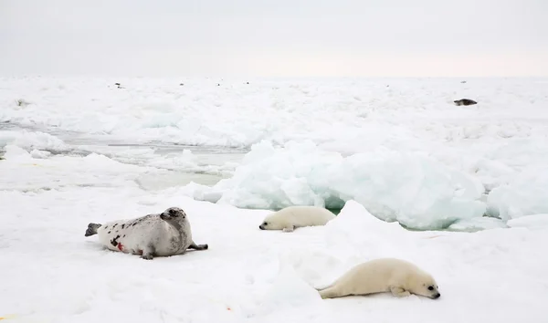 Madre arpa foca mucca e neonato cucciolo Foto Stock Royalty Free