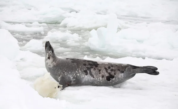 Mother harp seal cow and newborn pup Royalty Free Stock Photos