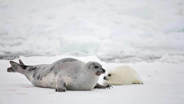 Mother harp seal cow and newborn pup Royalty Free Stock Photos