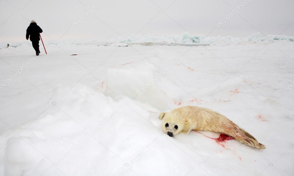Baby harp seal pup on ice of the White Sea - ecotourism in Arctic