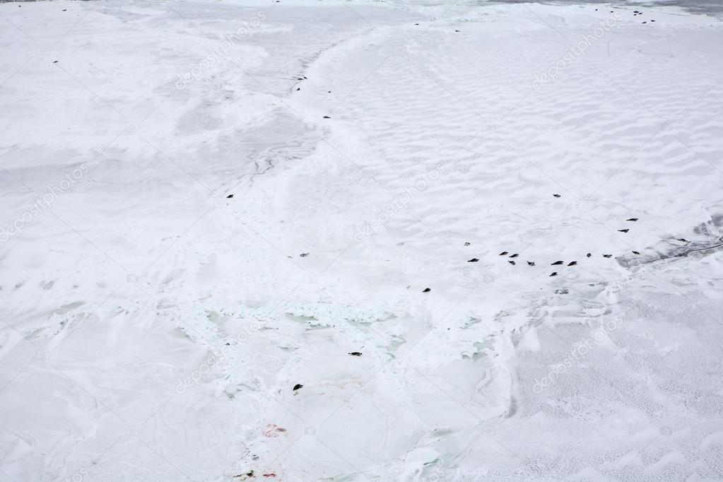 Ice-floe with harp seals