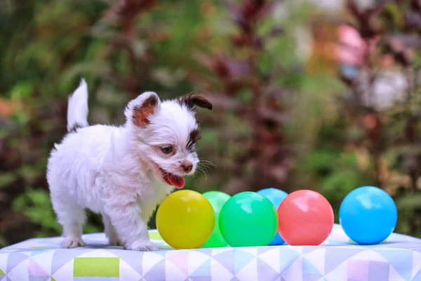 Plastik toplu küçük köpek.