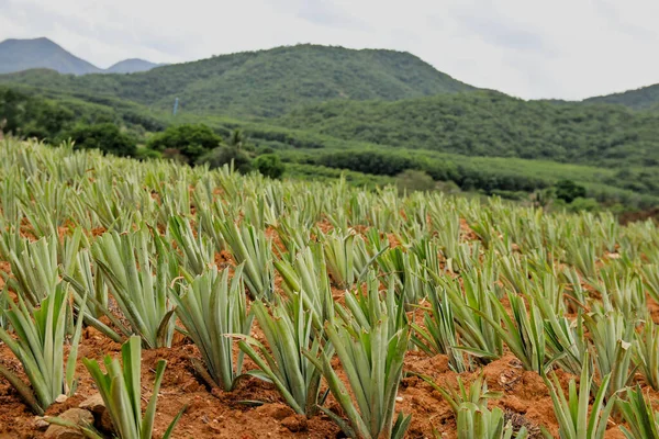 Gardeners start planting pineapples again. when entering the rainy season