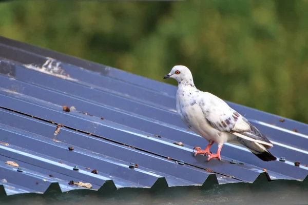 The spotted pigeon stood on the metal sheet roof.