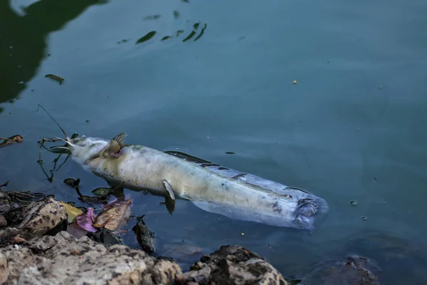 The water is poisonous and lacks oxygen. causing the catfish to float up and die on the surface.