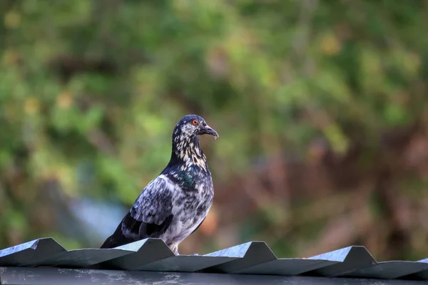 Spotted Pigeons Metal Sheet Roof — ストック写真