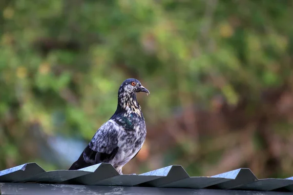 Spotted Pigeons Metal Sheet Roof — 图库照片