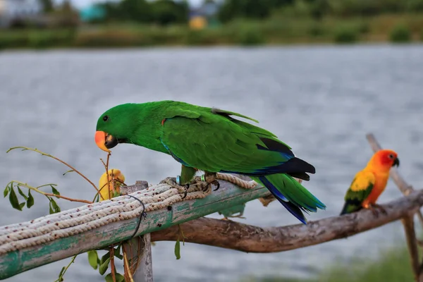 Colorful Parrot Stands Log Tied Ropes — ストック写真