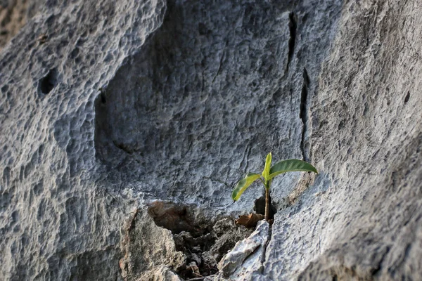Trees Grow Rocky Grooves Mountains — 스톡 사진