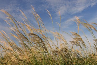 Çayıra yakın çekim ve akşam gökyüzü bir rüyadaki gibi bulanık.