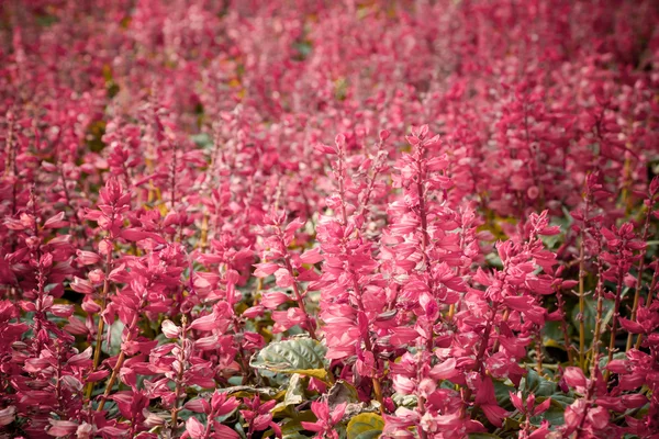 Flores rosadas en el césped — Foto de Stock