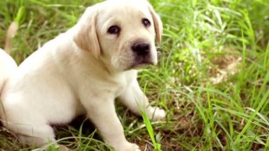 sevimli genç labrador köpek çim