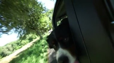 Bernese dağ köpeği araba pencereden dışarı bakıyor