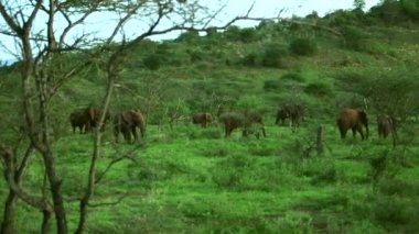 savannah çim besleme içinde Afrika filleri sürüsü