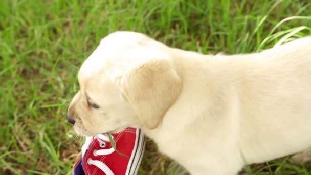 Filhote de cachorro brincando com sapato — Vídeo de Stock