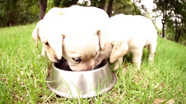 Labrador puppies drinking from dog bowl — Stock Video