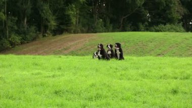 bernese dağ köpekleri çalışan