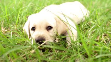 çimenlere oturup labrador yavrusu
