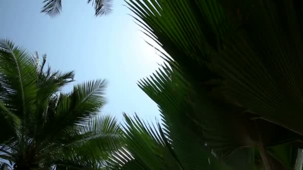 Palm träd emot blå himmel — Stockvideo