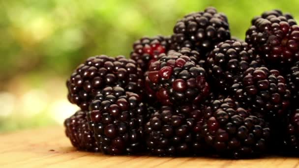 Freshly picked black raspberries — Stock Video