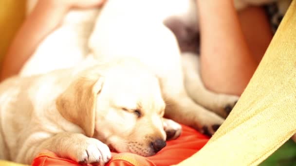 Happy girl holding labrador puppies while swinging in hammock — Stock Video