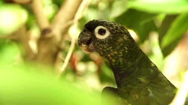 Зелёный попугай — стоковое видео