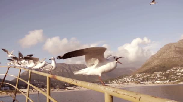 Sea gulls — Stock Video