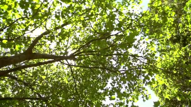 Las hojas del árbol en el día soleado — Vídeo de stock