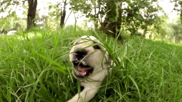 Nyfiken hundvalp hoppar av gräs — Stockvideo