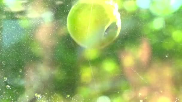 Suya düşen yeşil elma — Stok video