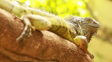 kertenkele veya ormandaki iguana