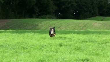 Bernese dağ köpeği çalışan