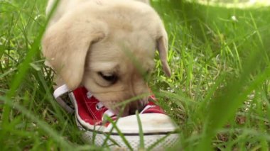 Ayakkabı ile oynayan köpek