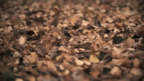 Feuilles d'automne soufflant dans le vent — Video