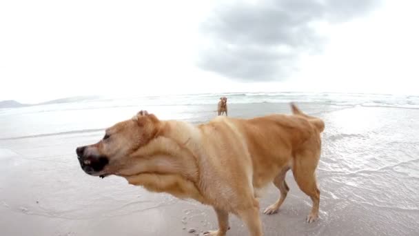 Hundar på stranden — Stockvideo