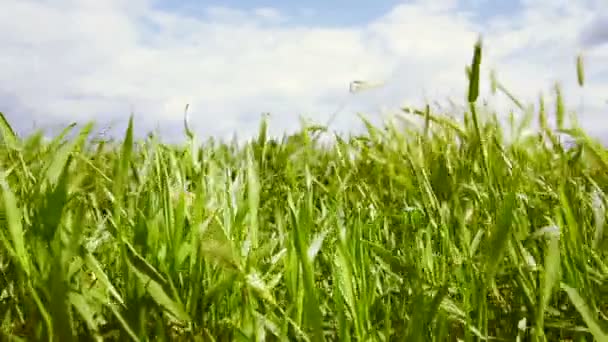 Yeşil çimenler ve bulutlu gökyüzü — Stok video
