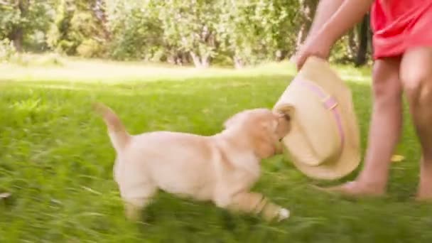 Девушка бегает и играет с щенком лабрадором — стоковое видео