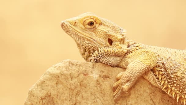 Australian lizard sitting on a rock — Stock Video